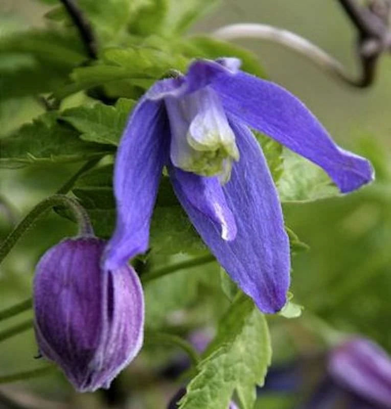 Alpen Waldrebe Frances Rivis 40-60cm - Clematis Alpina 1 Alpen Waldrebe Frances Rivis 40-60cm - Clematis Alpina
