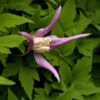 Alpen Waldrebe Properitus 60-80cm - Clematis Alpina
