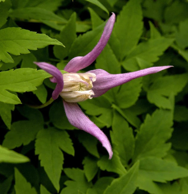 Alpen Waldrebe Properitus 60-80cm - Clematis Alpina 1 Alpen Waldrebe Properitus 60-80cm - Clematis Alpina