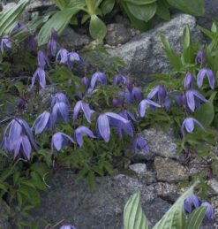 Alpen Waldrebe 60-80cm - Clematis Alpina