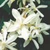 Immergrüne Duft Waldrebe 60-80cm - Clematis Armandii
