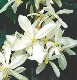 Immergrüne Duft Waldrebe 60-80cm - Clematis Armandii