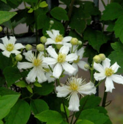 Waldrebe Summer Snow 60-80cm - Clematis