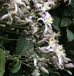 Staudenclematis Mrs. Robert Brydon - Clematis Heracleifolia