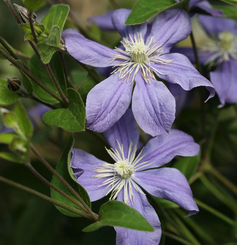 Staudenclematis Arabella 40-60cm - Clematis Integrifolia 1 Staudenclematis Arabella 40-60cm - Clematis Integrifolia