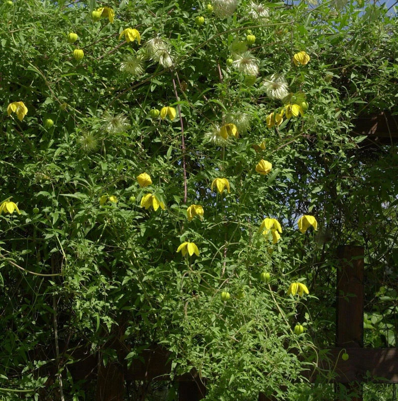 Englische Waldrebe Orange Peel 60-80cm - Clematis Texensis 1 Englische Waldrebe Orange Peel 60-80cm - Clematis Texensis