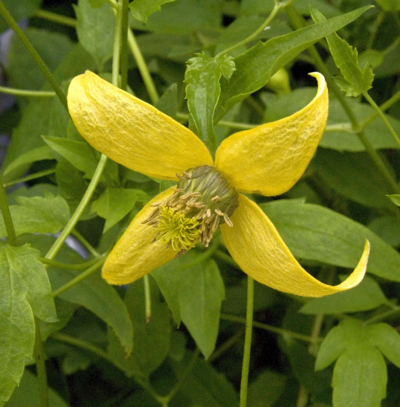 Gold Waldrebe Golden Harvest 40-60cm - Clematis Tangutica 1 Gold Waldrebe Golden Harvest 40-60cm - Clematis Tangutica