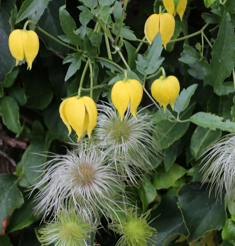 Gold Waldrebe Golden Tiara® 60-80cm - Clematis Tangutica 1 Gold Waldrebe Golden Tiara® 60-80cm - Clematis Tangutica
