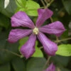 Robuste Waldrebe Kermesina 60-80cm - Clematis Viticella