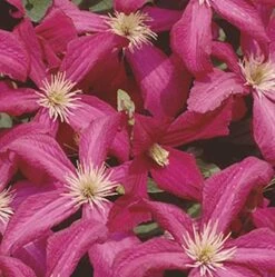 Robuste Waldrebe Madame Julia Correvon 100-125cm - Clematis Viticella