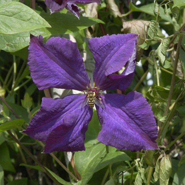 Robuste Waldrebe Polish Spirit 60-80cm - Clematis Viticella 1 Robuste Waldrebe Polish Spirit 60-80cm - Clematis Viticella