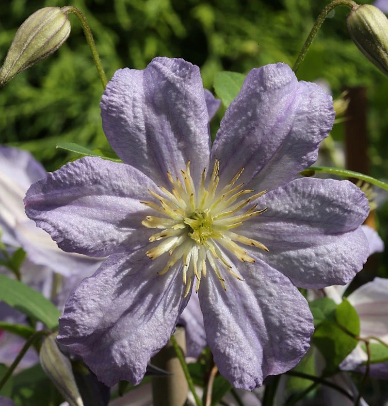 Robuste Waldrebe Prince Charles 100-125cm - Clematis Viticella 1 Robuste Waldrebe Prince Charles 100-125cm - Clematis Viticella