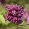 Robuste Waldrebe Purpurea Plena Elegans 60-80cm - Clematis Viticella