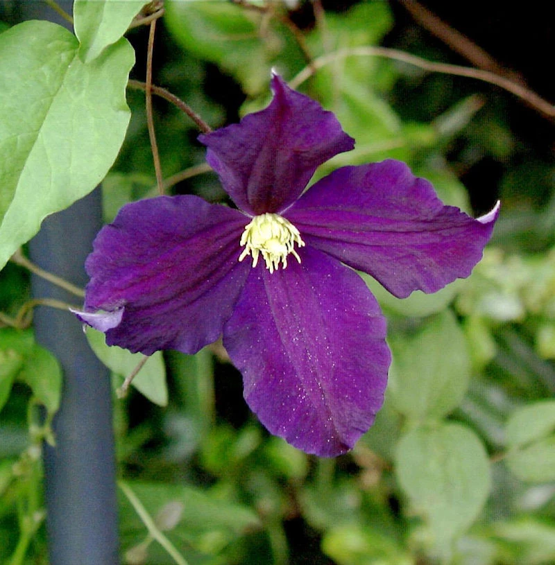 Robuste Waldrebe Viola 40-60cm - Clematis Viticella 1 Robuste Waldrebe Viola 40-60cm - Clematis Viticella