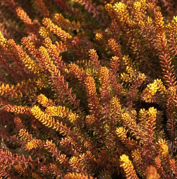 10x Schwarze Krähenbeere Bernstein - Empetrum Nigrum 1 10x Schwarze Krähenbeere Bernstein - Empetrum Nigrum