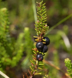 10x Schwarze Krähenbeere Typ Norge - Empetrum Nigrum