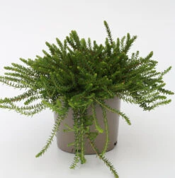 10x Schwarze Krähenbeere Irland - Empetrum Nigrum