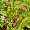 Walderdbeere Alexandria - Fragaria Vesca