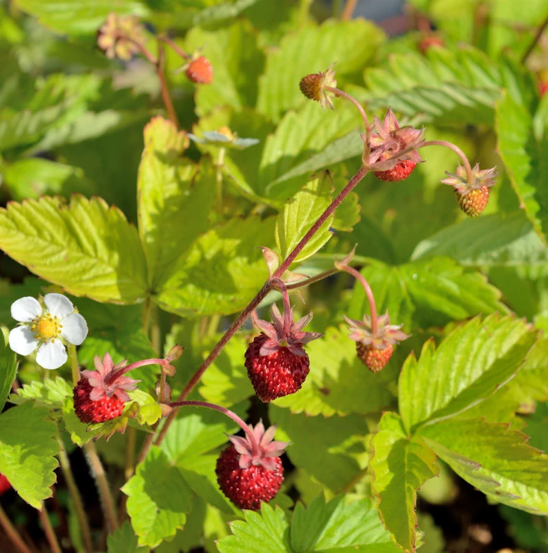 Walderdbeere Alexandria - Fragaria Vesca 1 Walderdbeere Alexandria - Fragaria Vesca