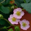 Garten Erdbeere Rosana F1 - Fragaria Ananassa
