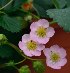 Garten Erdbeere Rosana F1 - Fragaria Ananassa