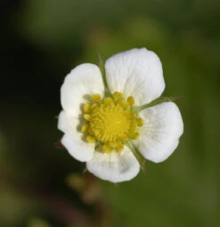Garten Erdbeere Framboos - Fragaria Vesca