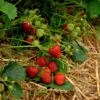 Garten Erdbeere Korona - Fragaria Ananassa