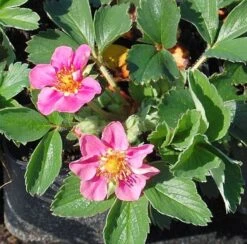 Walderdbeere Rubra - Fragaria Vesca