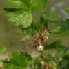 Hochstamm Jostabeere 100-125cm - Ribes Nidigrolaria