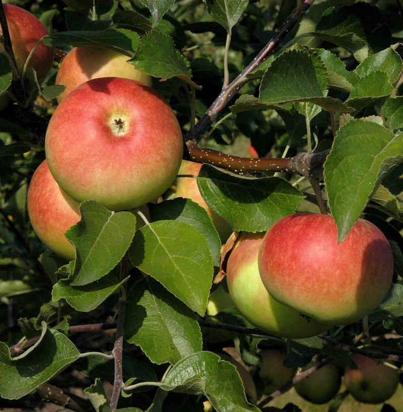Säulenapfel Charlotte 60-80cm - Dunkelrote Bis Grüne Früchte 1 Säulenapfel Charlotte 60-80cm - Dunkelrote Bis Grüne Früchte