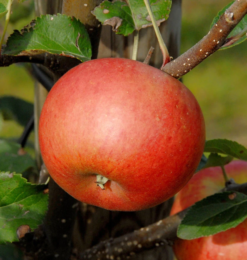 Säulenapfel Flamenco 60-80cm - Ausgezeichneter Geschmack 1 Säulenapfel Flamenco 60-80cm - Ausgezeichneter Geschmack