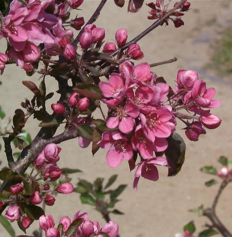 Säulenapfel Maypole 60-80cm - Dunkelrote Früchte 1 Säulenapfel Maypole 60-80cm - Dunkelrote Früchte