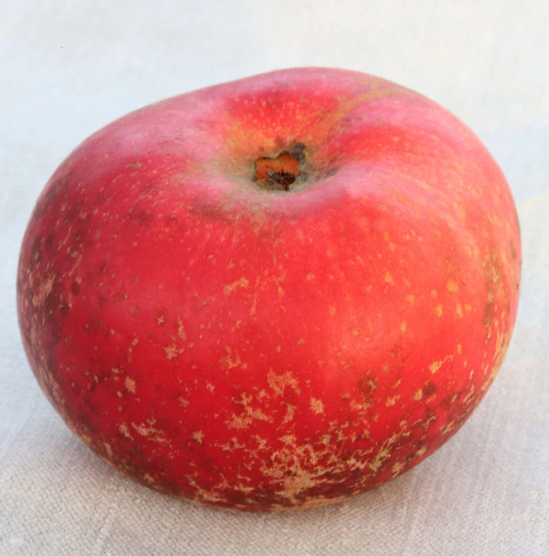 Apfelbaum Baumannsrenette 60-80cm - Feinwürzig Und Knackig 1 Apfelbaum Baumannsrenette 60-80cm - Feinwürzig Und Knackig