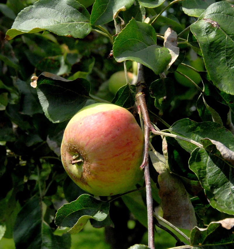 Apfelbaum Biesterfelder Renette 60-80cm - Feinwürzig Und Saftig 1 Apfelbaum Biesterfelder Renette 60-80cm - Feinwürzig Und Saftig