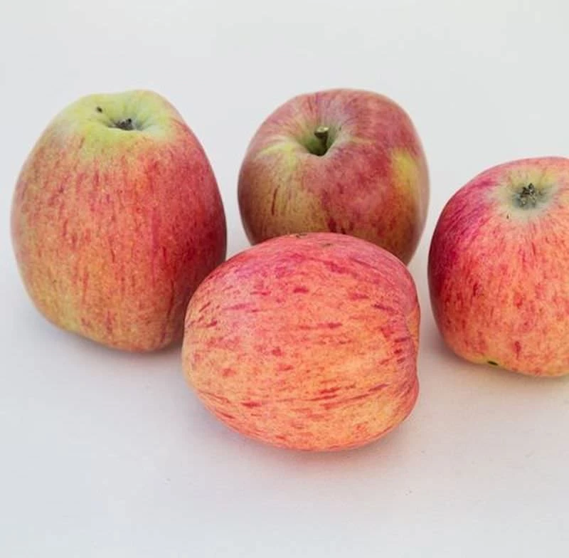 Apfelbaum Bohlenapfel 60-80cm - Frühapfel Saftig 1 Apfelbaum Bohlenapfel 60-80cm - Frühapfel Saftig