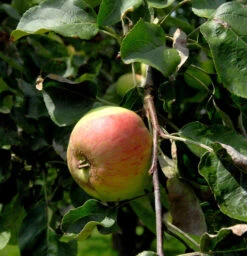 Apfelbaum Charlamowski 60-80cm - Feinwürzig Und Locker