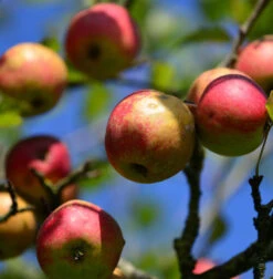 Apfelbaum Danziger Kantapfel 60-80cm - Feinwürzig Und Locker