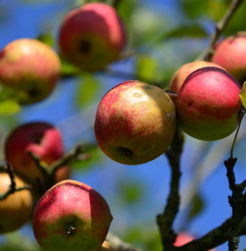 Apfelbaum Danziger Kantapfel 60-80cm - Feinwürzig Und Locker 1 Apfelbaum Danziger Kantapfel 60-80cm - Feinwürzig Und Locker