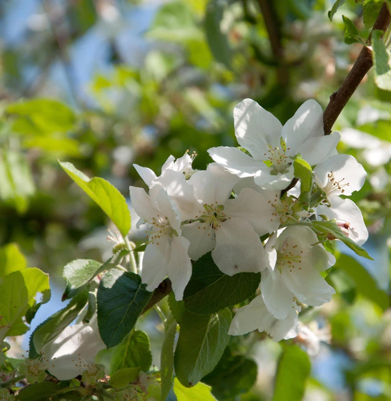 Apfelbaum Dülmener Rosenapfel 60-80cm - Saftig Und Locker 1 Apfelbaum Dülmener Rosenapfel 60-80cm - Saftig Und Locker
