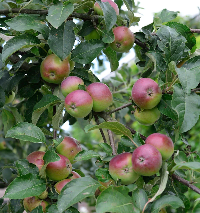 Apfelbaum Erwin Baur 60-80cm - Fest Und Saftig 1 Apfelbaum Erwin Baur 60-80cm - Fest Und Saftig
