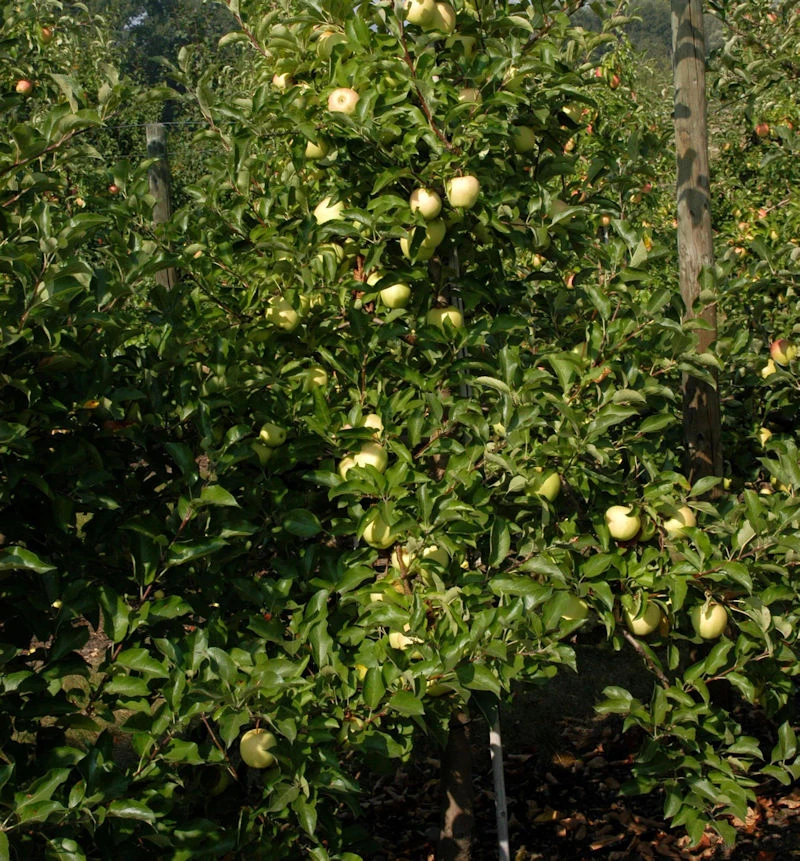 Apfelbaum Gelber Osterapfel 60-80cm - Ein Lagerapfel 1 Apfelbaum Gelber Osterapfel 60-80cm - Ein Lagerapfel