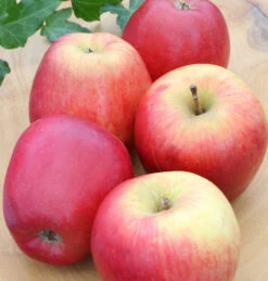 Apfelbaum Groninger Krone 60-80cm - Ein Winterapfel