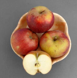 Apfelbaum Hadelner Rotfranch 60-80cm - Edel Und Feinwürzig