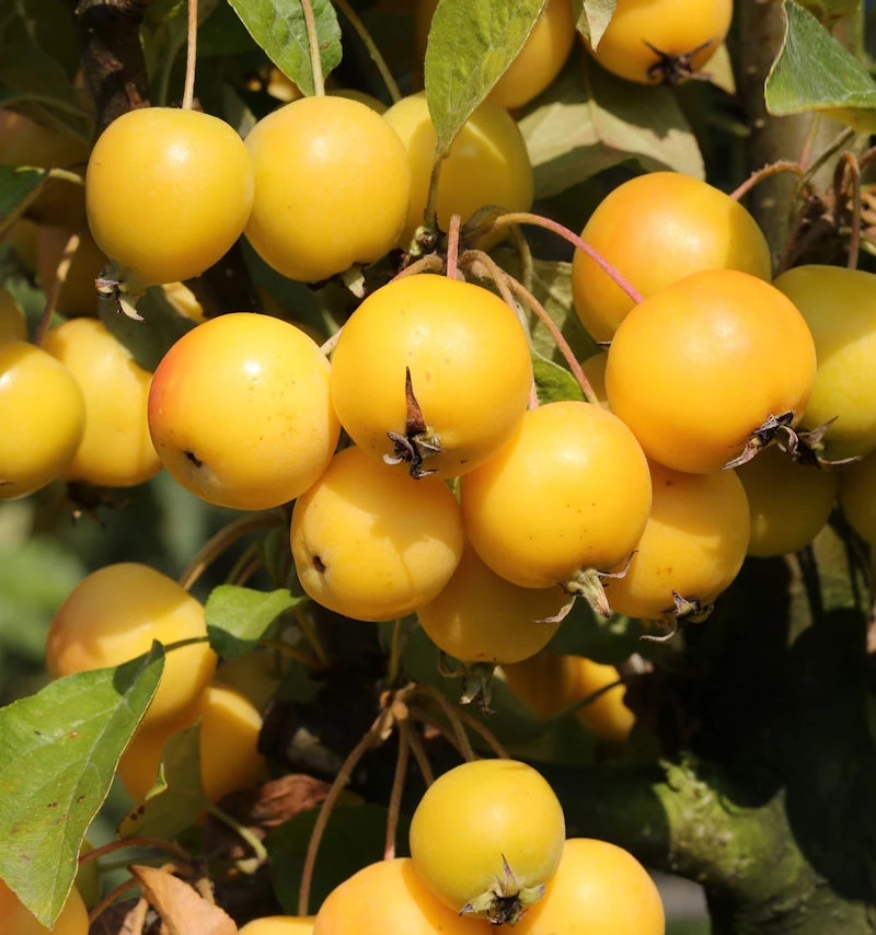 Zierapfel Golden Hornet 60-80cm - Malus Hybride 1 Zierapfel Golden Hornet 60-80cm - Malus Hybride