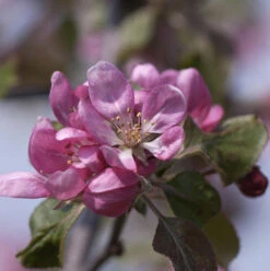 Zierapfel Neville Copeman 60-80cm - Malus Hybride