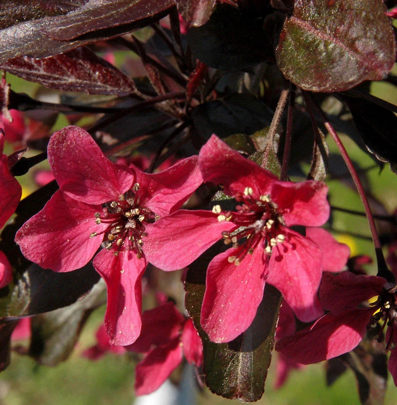 Zierapfel Nicoline 60-80cm - Malus Hybride 1 Zierapfel Nicoline 60-80cm - Malus Hybride