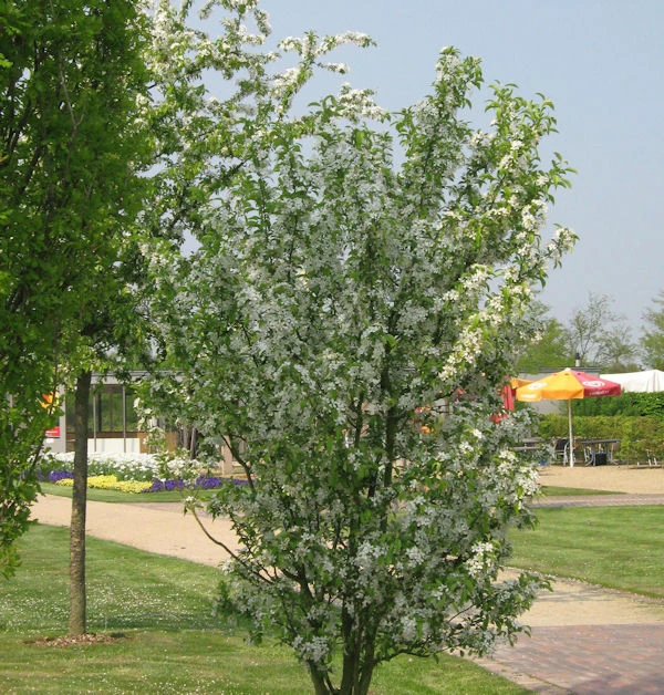 Zierapfel Red Obelisk 60-80cm - Malus Hybride 1 Zierapfel Red Obelisk 60-80cm - Malus Hybride