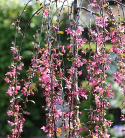 Hochstamm Zierapfel Royal Beauty 100-125cm - Malus Hybride