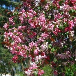 Zierapfel Rudolph 100-125cm - Malus Hybride