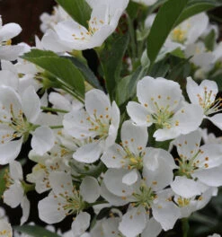 Zierapfel Tina 40-60cm - Malus Hybride